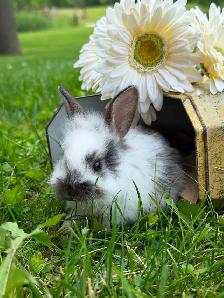 10 ADORABLE Lionhead x Flemish Giant Bunnies for Sale!! - Photo 3