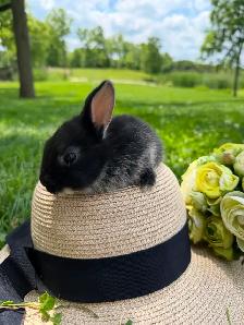 10 ADORABLE Lionhead x Flemish Giant Bunnies for Sale!! - Photo 4