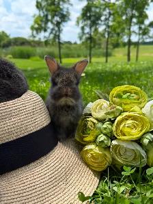 10 ADORABLE Lionhead x Flemish Giant Bunnies for Sale!! - Photo 5