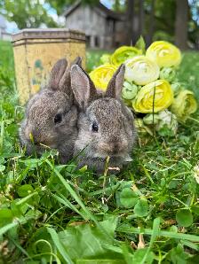 10 ADORABLE Lionhead x Flemish Giant Bunnies for Sale!! - Photo 6
