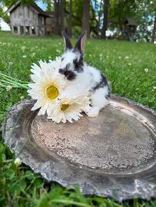 10 ADORABLE Lionhead x Flemish Giant Bunnies for Sale!! - Photo 7