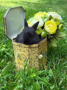 10 ADORABLE Lionhead x Flemish Giant Bunnies for Sale!! - Photo 8