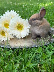 10 ADORABLE Lionhead x Flemish Giant Bunnies for Sale!! - Photo 9