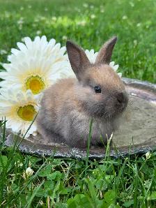 10 ADORABLE Lionhead x Flemish Giant Bunnies for Sale!! - Photo 10