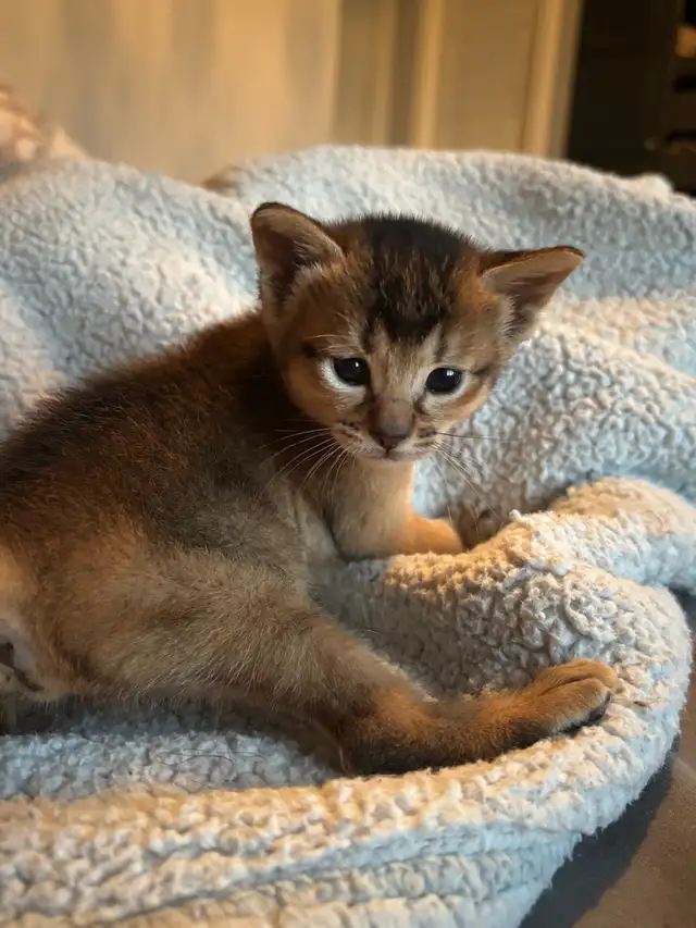 ABYSSINIAN KITTENS / CHATONS ABYSSIN