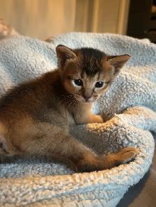 ABYSSINIAN KITTENS / CHATONS ABYSSIN