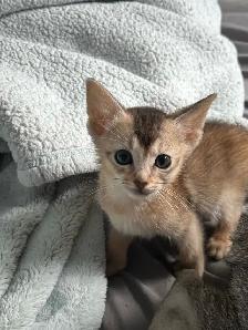 ABYSSINIAN KITTENS / CHATONS ABYSSIN - Photo 3