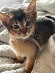 ABYSSINIAN KITTENS / CHATONS ABYSSIN - Photo 5