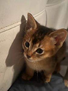 ABYSSINIAN KITTENS / CHATONS ABYSSIN - Photo 6