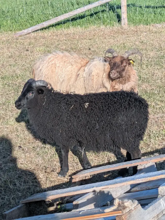 Icelandic Rams