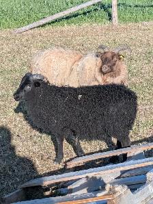 Icelandic Rams