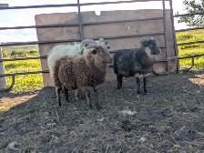 Icelandic Rams - Photo 2