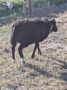 Icelandic Rams - Photo 3