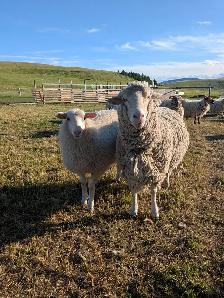 Icelandic Rams - Photo 4