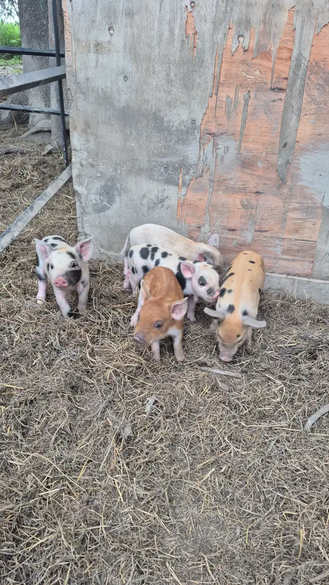 Duroc cross piglets