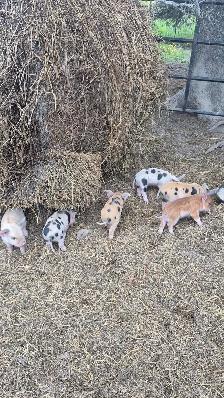 Duroc cross piglets - Photo 3