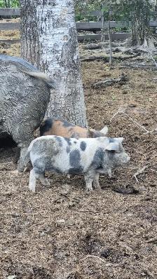 Kunekune piglets - Photo 2