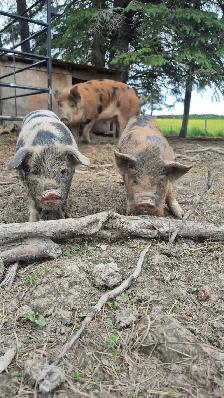 Kunekune piglets - Photo 3
