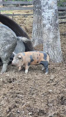 Kunekune piglets