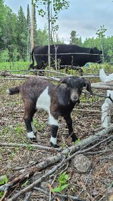 Goats for sale
