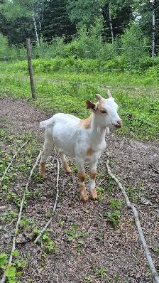 Goats for sale - Photo 3