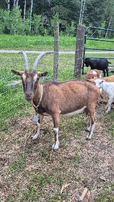 Goats for sale - Photo 4