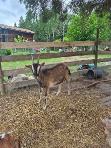 Goats for sale - Photo 5