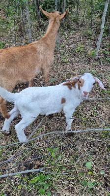Goats for sale - Photo 4