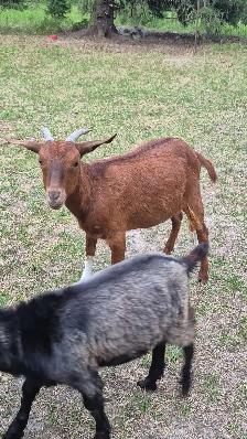 Goats for sale - Photo 6