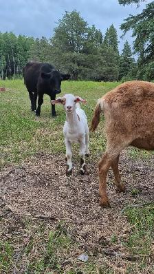 Goats for sale - Photo 7