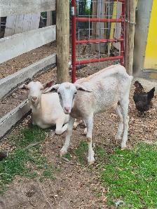 Goats for sale - Photo 8