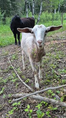 Goats for sale - Photo 2