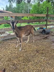 Goats for sale - Photo 8