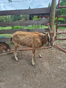 Goats for sale - Photo 9
