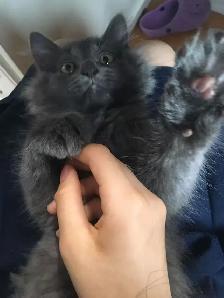 Finding a loving home for my kitten !
