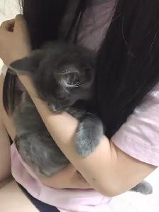 Finding a loving home for my kitten ! - Photo 2