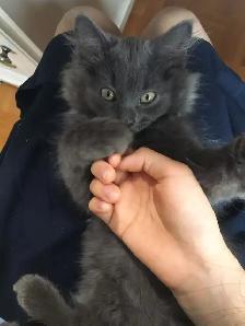Finding a loving home for my kitten ! - Photo 3