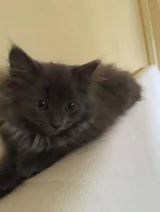 Finding a loving home for my kitten ! - Photo 4