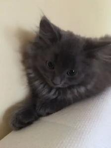 Finding a loving home for my kitten ! - Photo 5