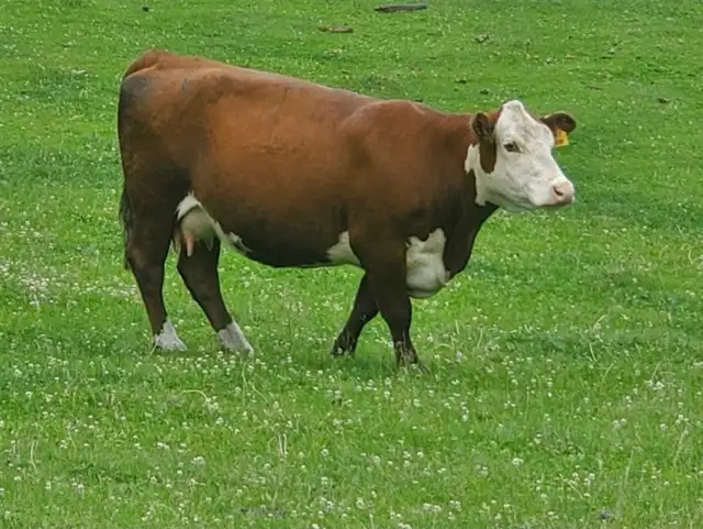 Registered Polled Hereford cow