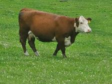 Registered Polled Hereford cow