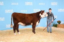 Registered Polled Hereford cow - Photo 2