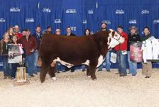 Registered Polled Hereford cow - Photo 3