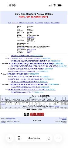 Registered Polled Hereford cow - Photo 4