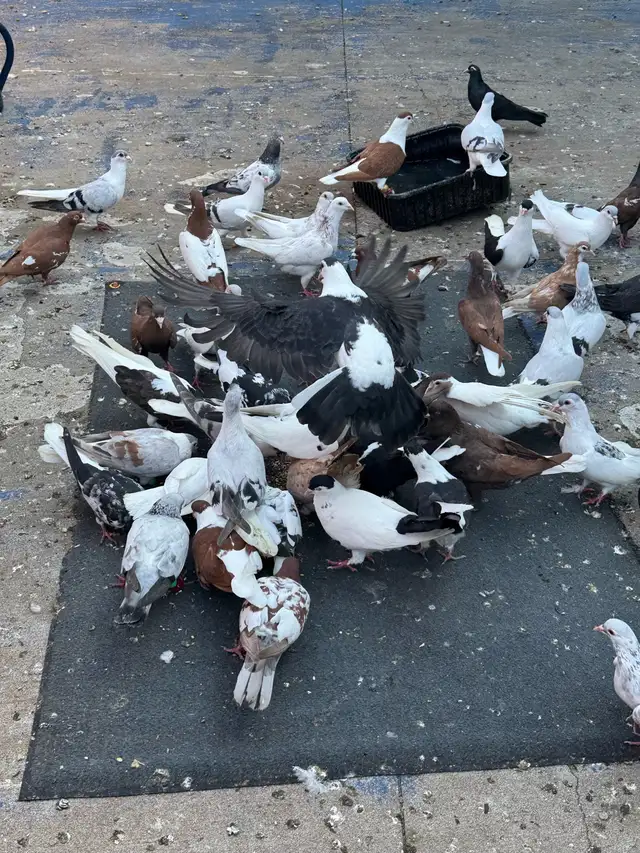 Beautiful Afghan Pigeons for Sale