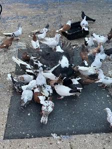 Beautiful Afghan Pigeons for Sale