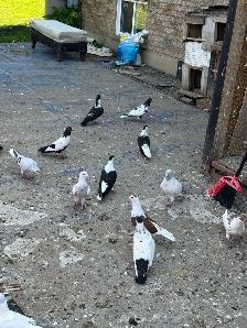 Beautiful Afghan Pigeons for Sale - Photo 2