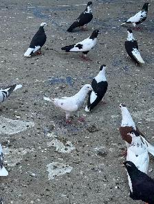 Beautiful Afghan Pigeons for Sale - Photo 3