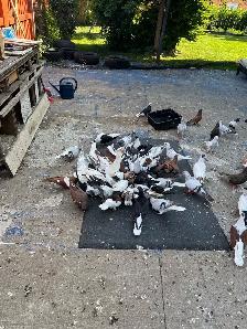 Beautiful Afghan Pigeons for Sale - Photo 4