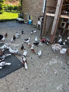 Beautiful Afghan Pigeons for Sale - Photo 5